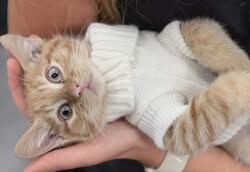 Picture of the Animal Listed