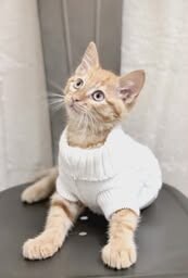 Picture of the Animal Listed