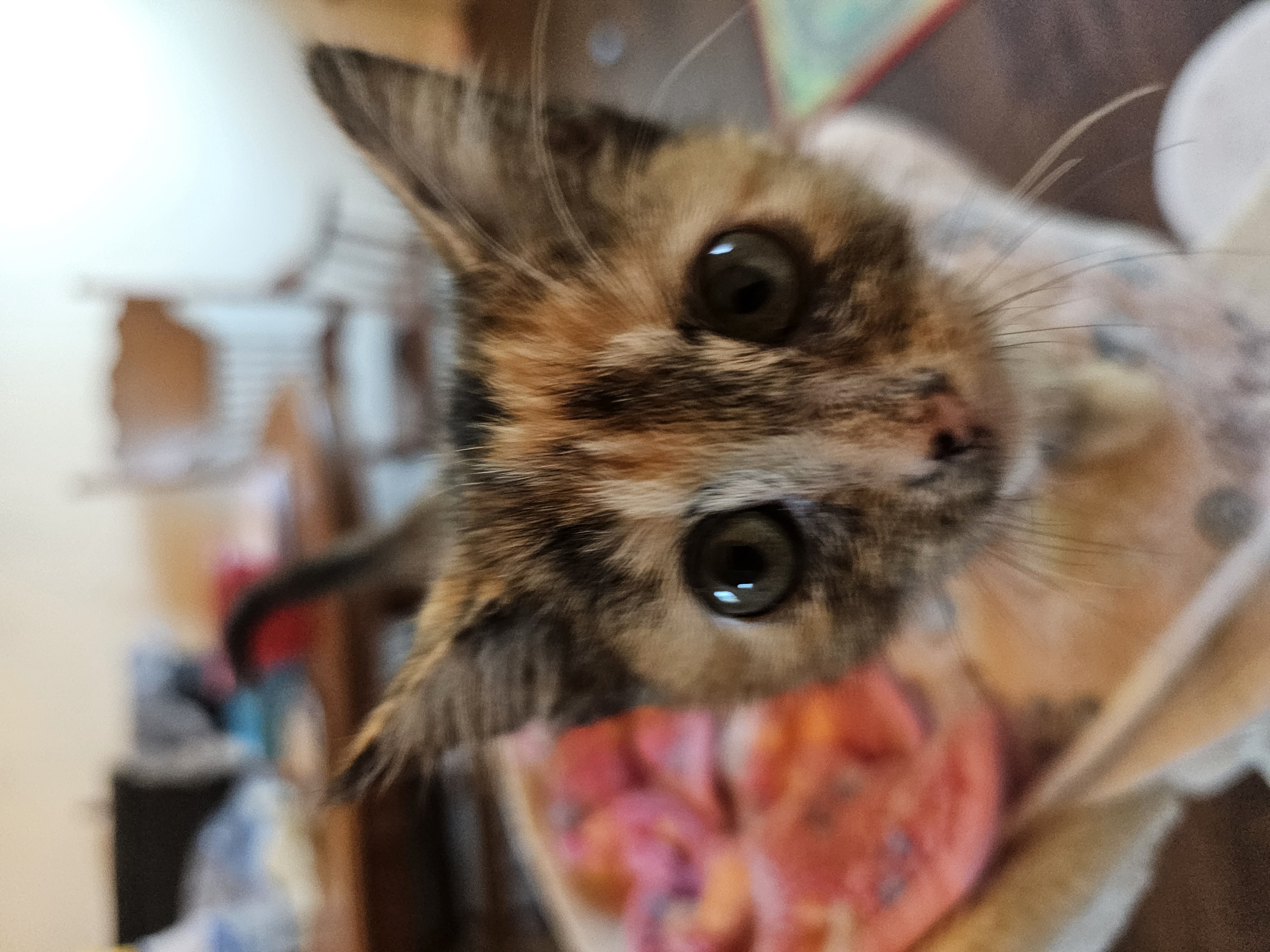 Picture of the Animal Listed