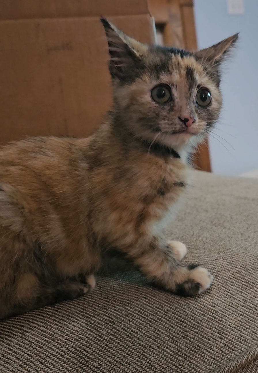 Picture of the Animal Listed