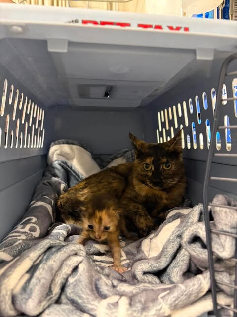 Picture of the Animal Listed