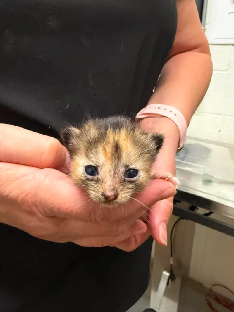 Picture of the Animal Listed