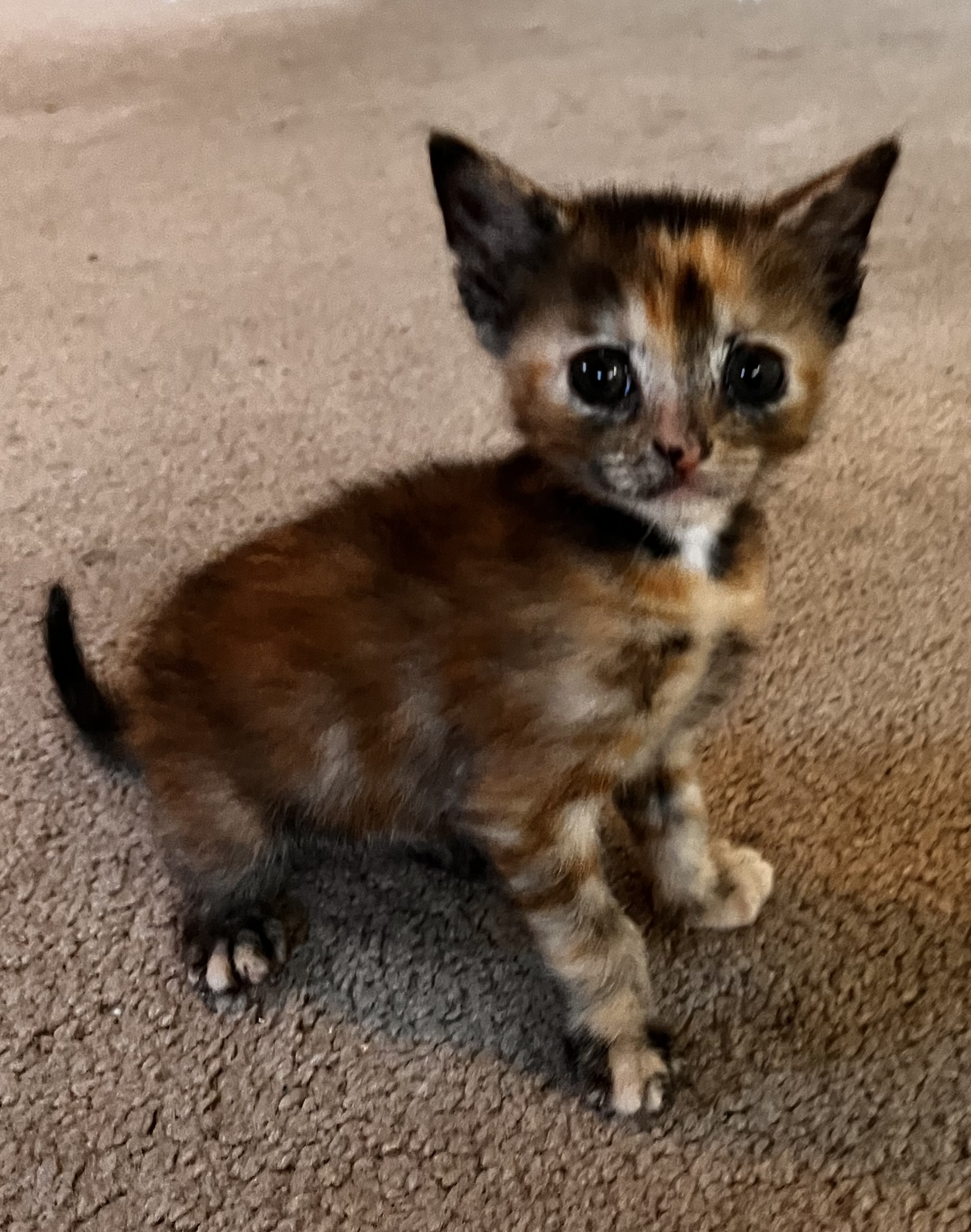Picture of the Animal Listed