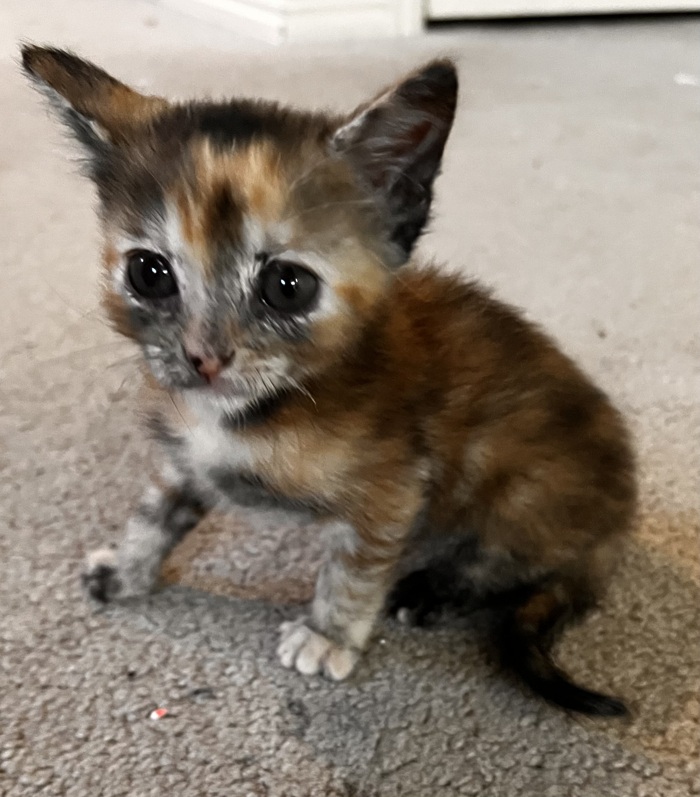 Picture of the Animal Listed