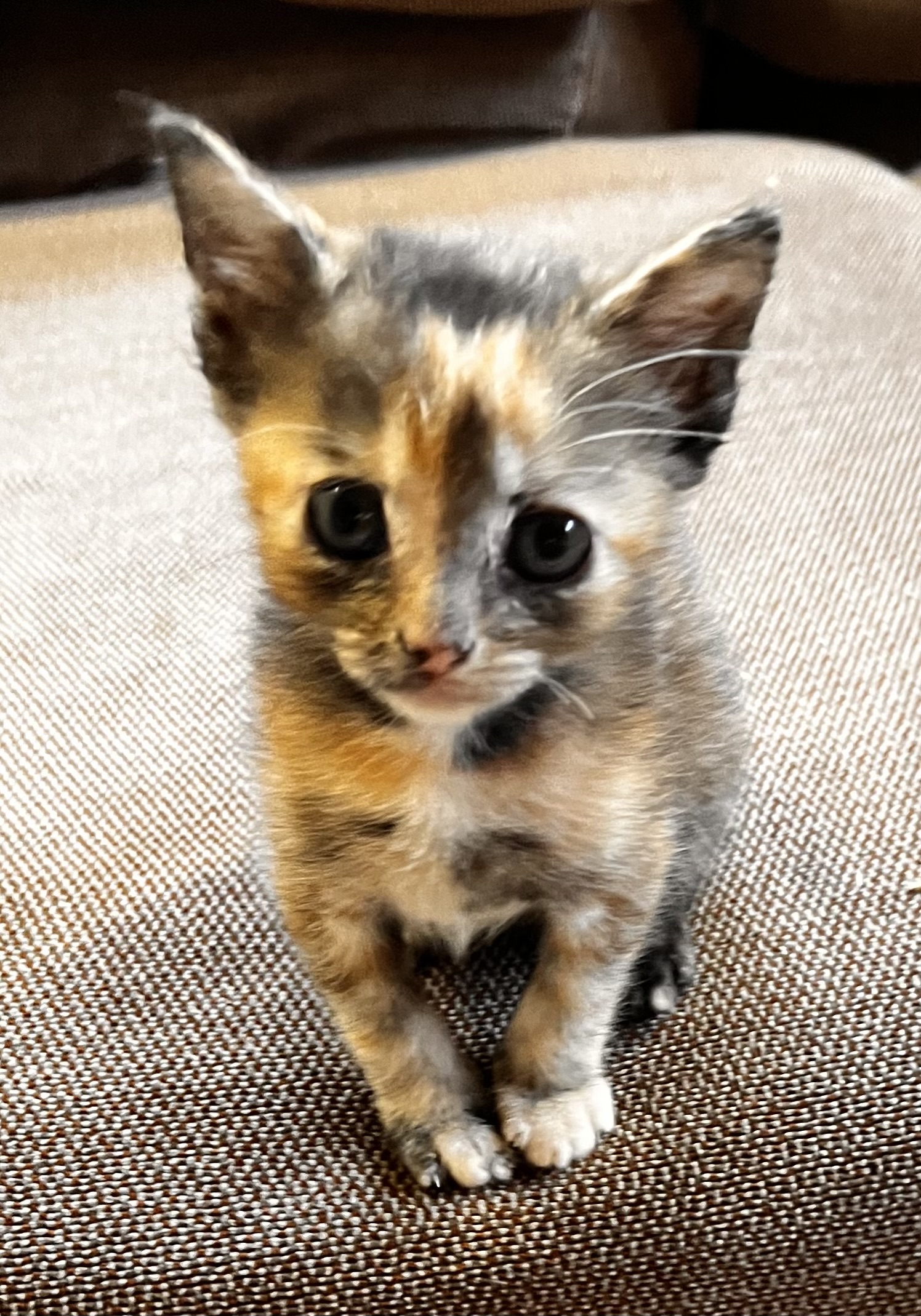 Picture of the Animal Listed
