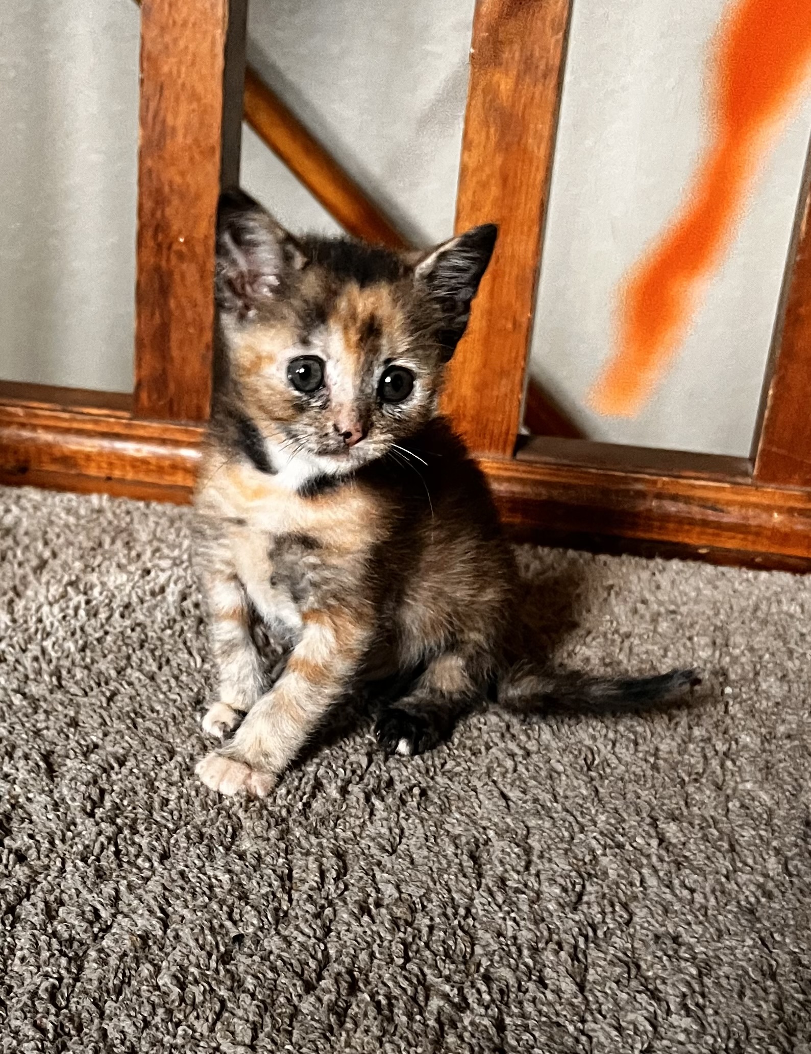 Picture of the Animal Listed