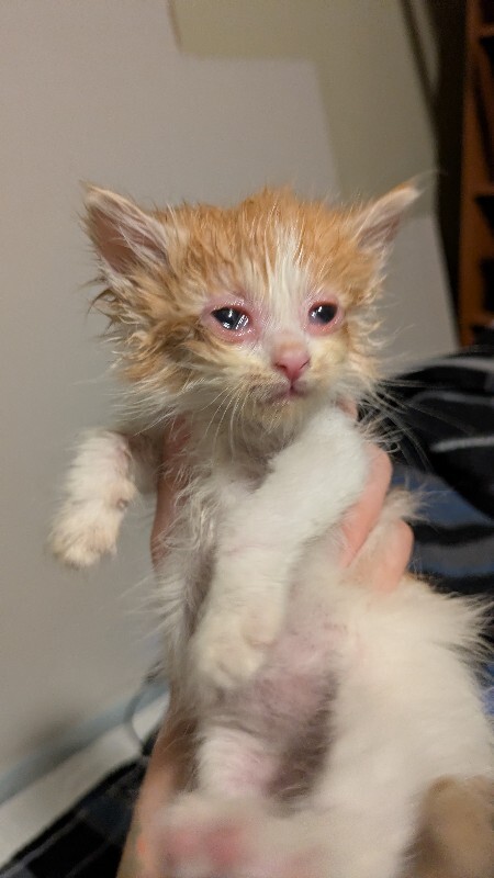 Picture of the Animal Listed