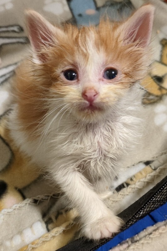 Picture of the Animal Listed