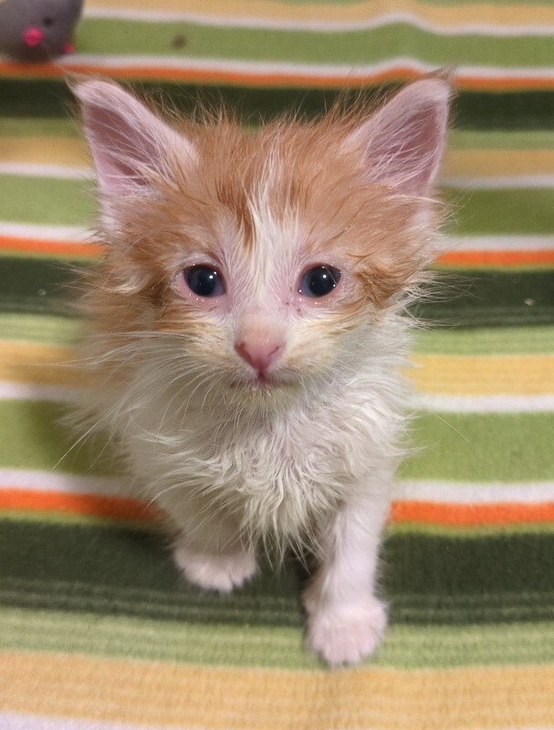 Picture of the Animal Listed