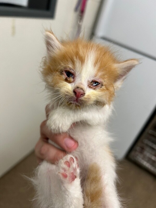 Picture of the Animal Listed