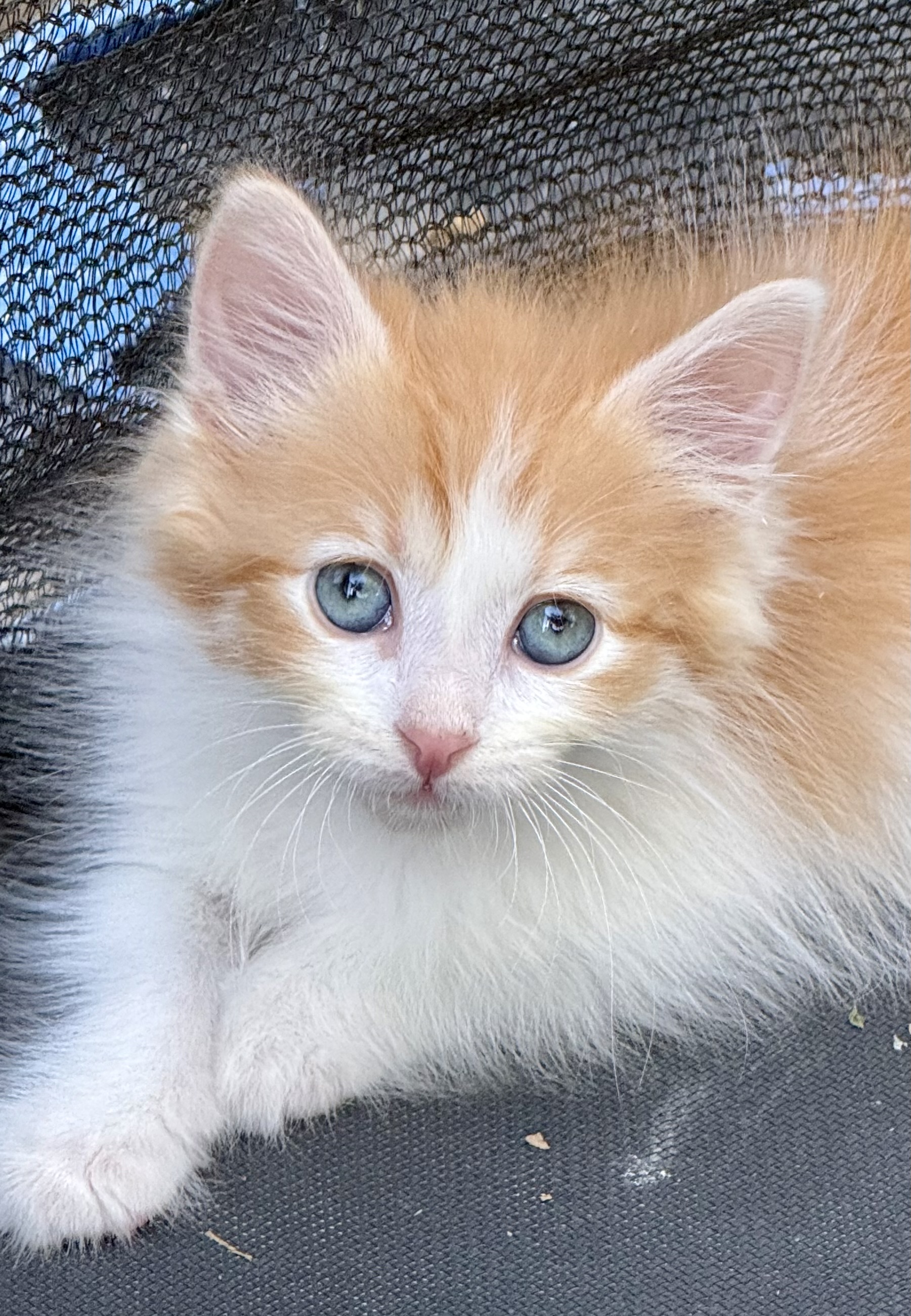 Picture of the Animal Listed