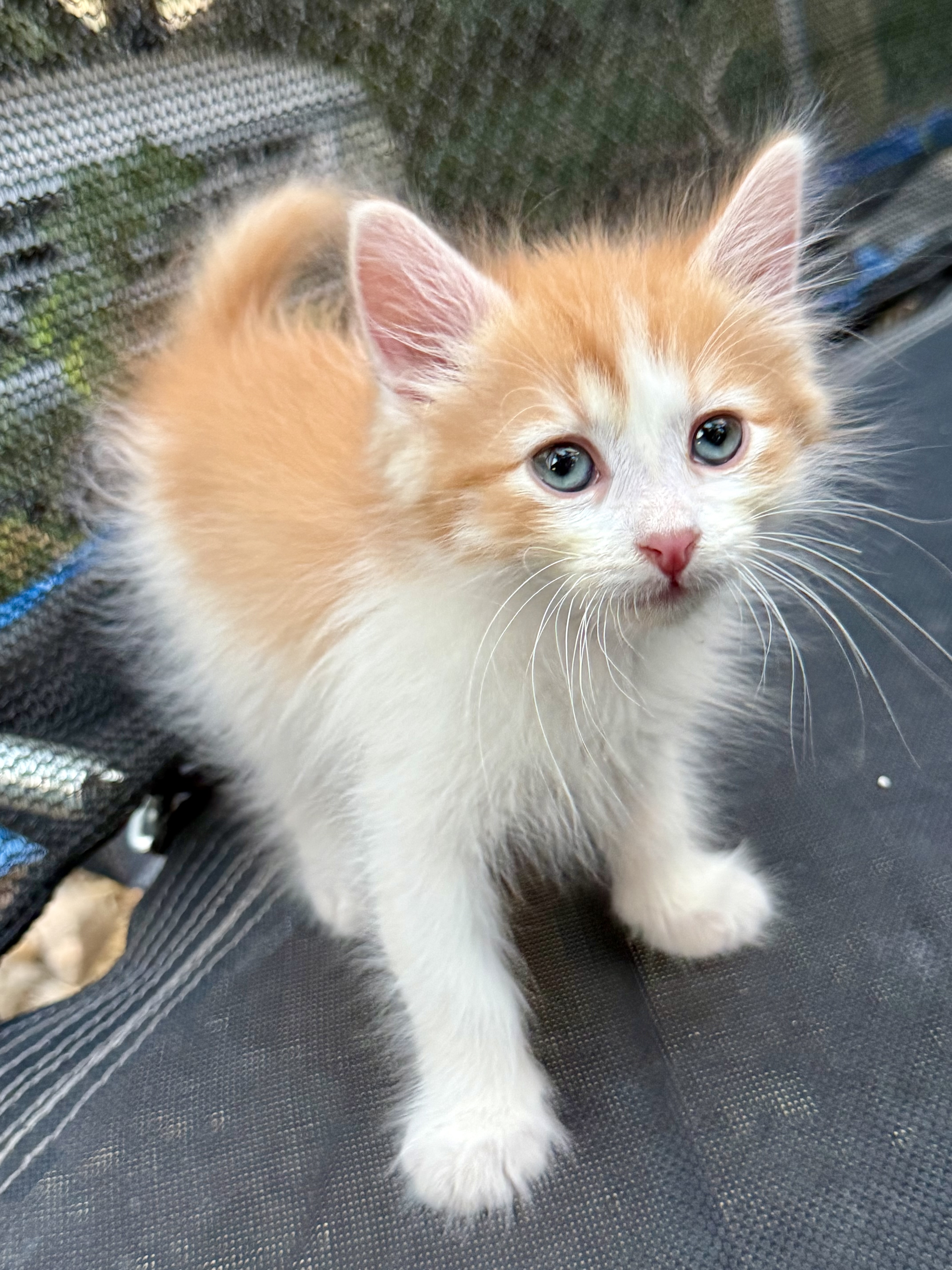 Picture of the Animal Listed