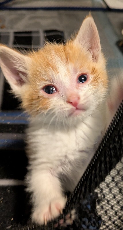 Picture of the Animal Listed