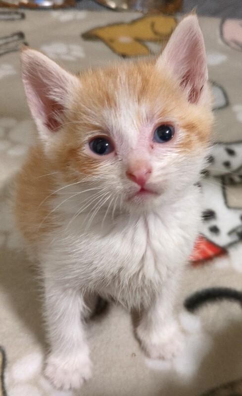 Picture of the Animal Listed