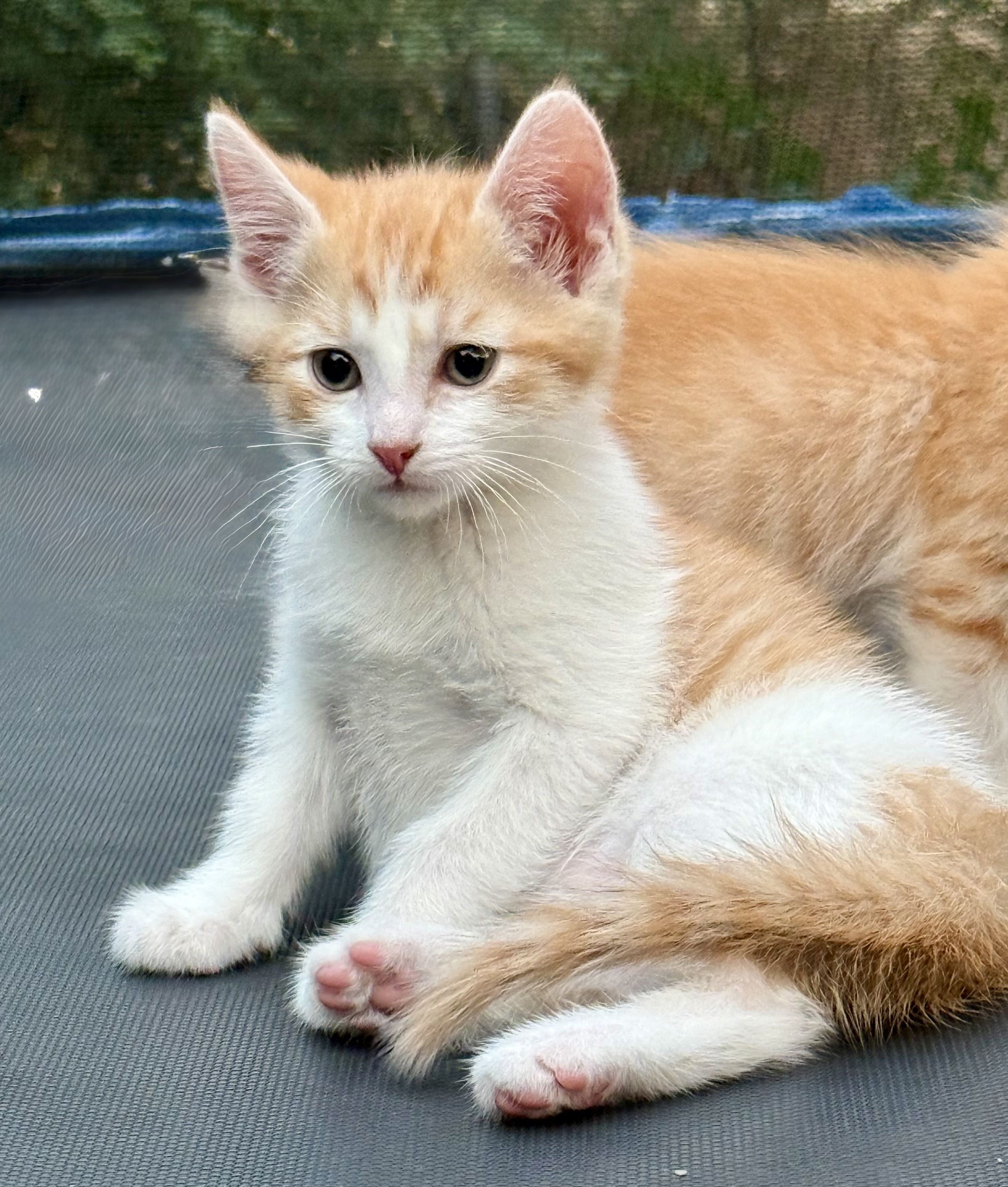 Picture of the Animal Listed