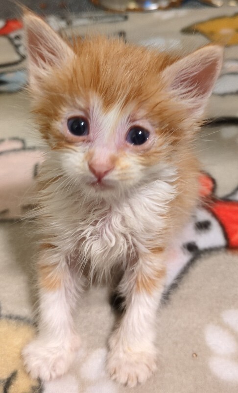 Picture of the Animal Listed