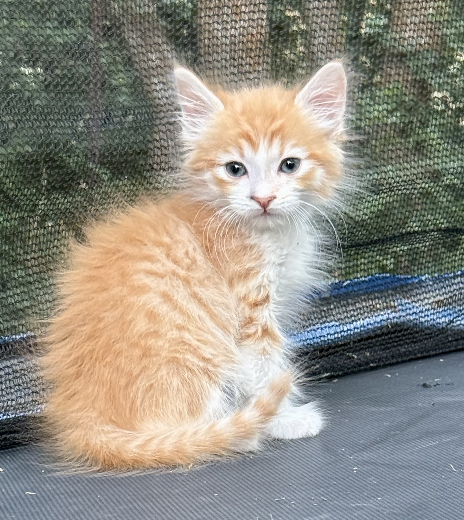 Picture of the Animal Listed