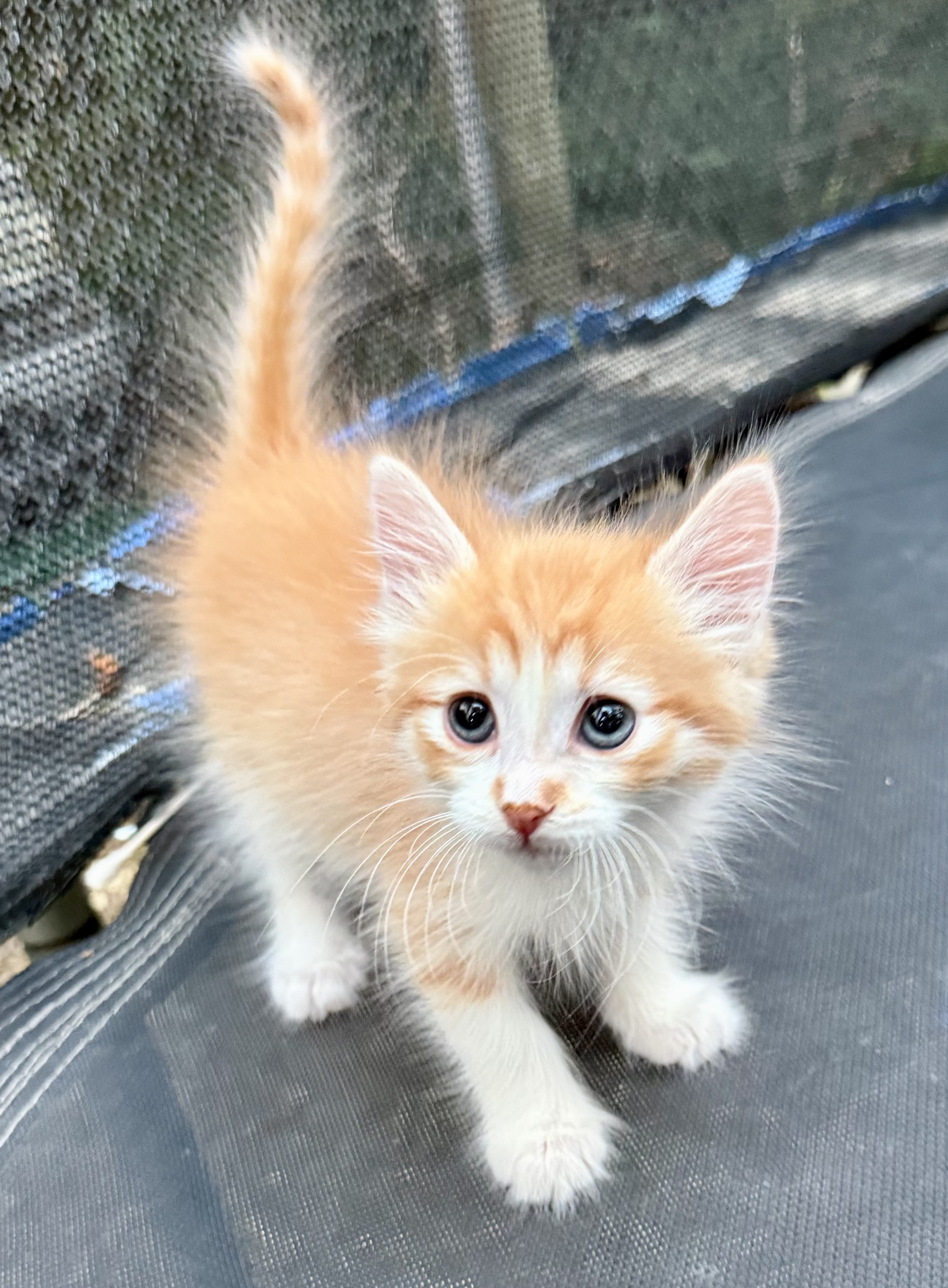 Picture of the Animal Listed