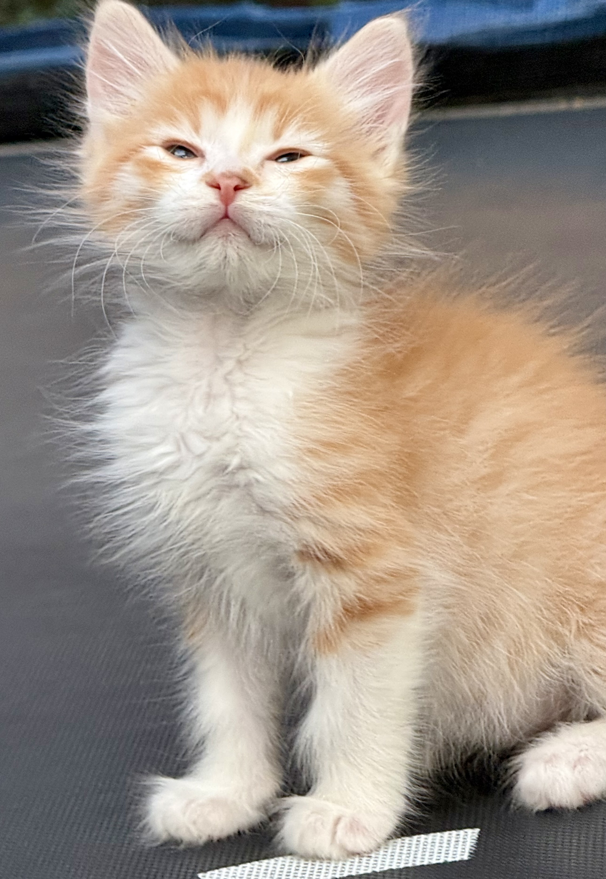 Picture of the Animal Listed
