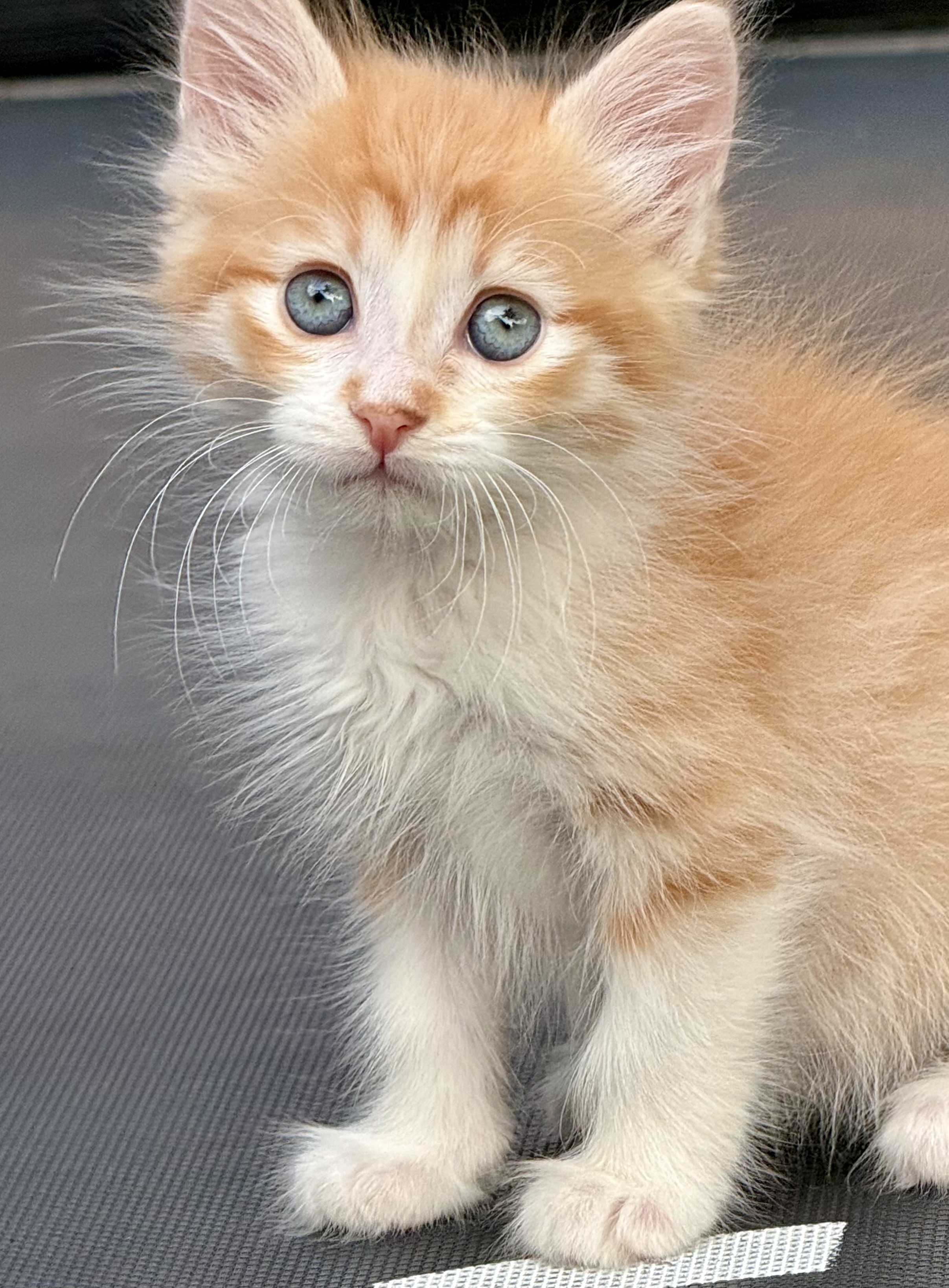 Picture of the Animal Listed