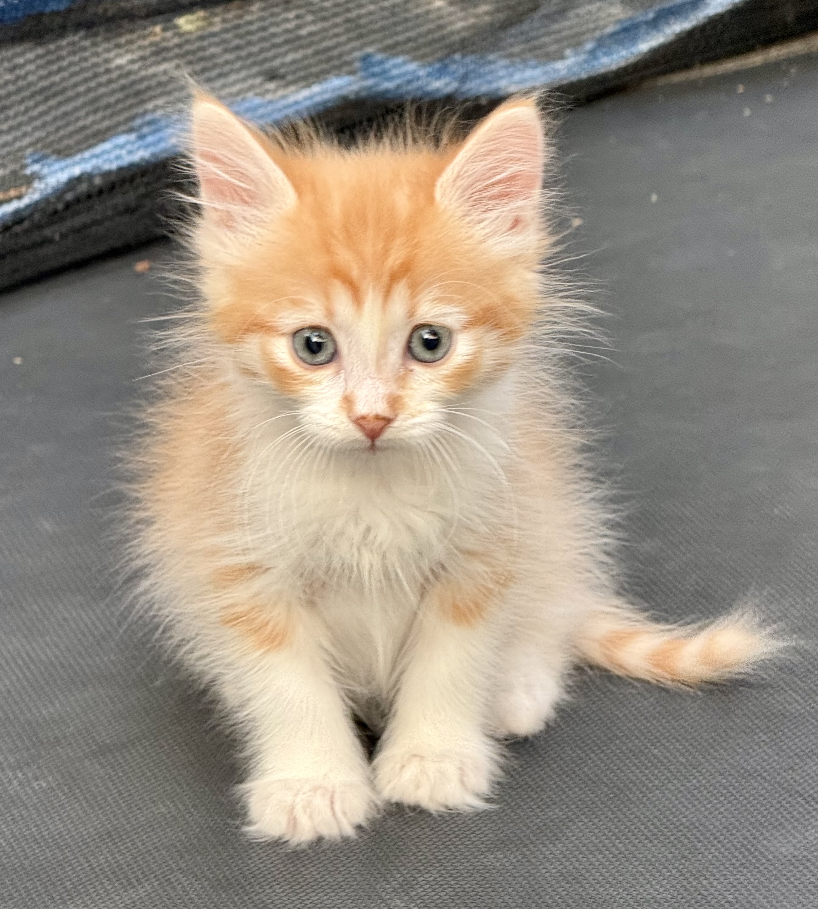 Picture of the Animal Listed