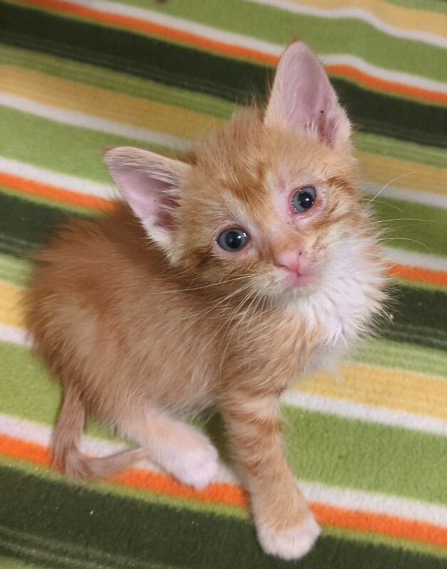 Picture of the Animal Listed