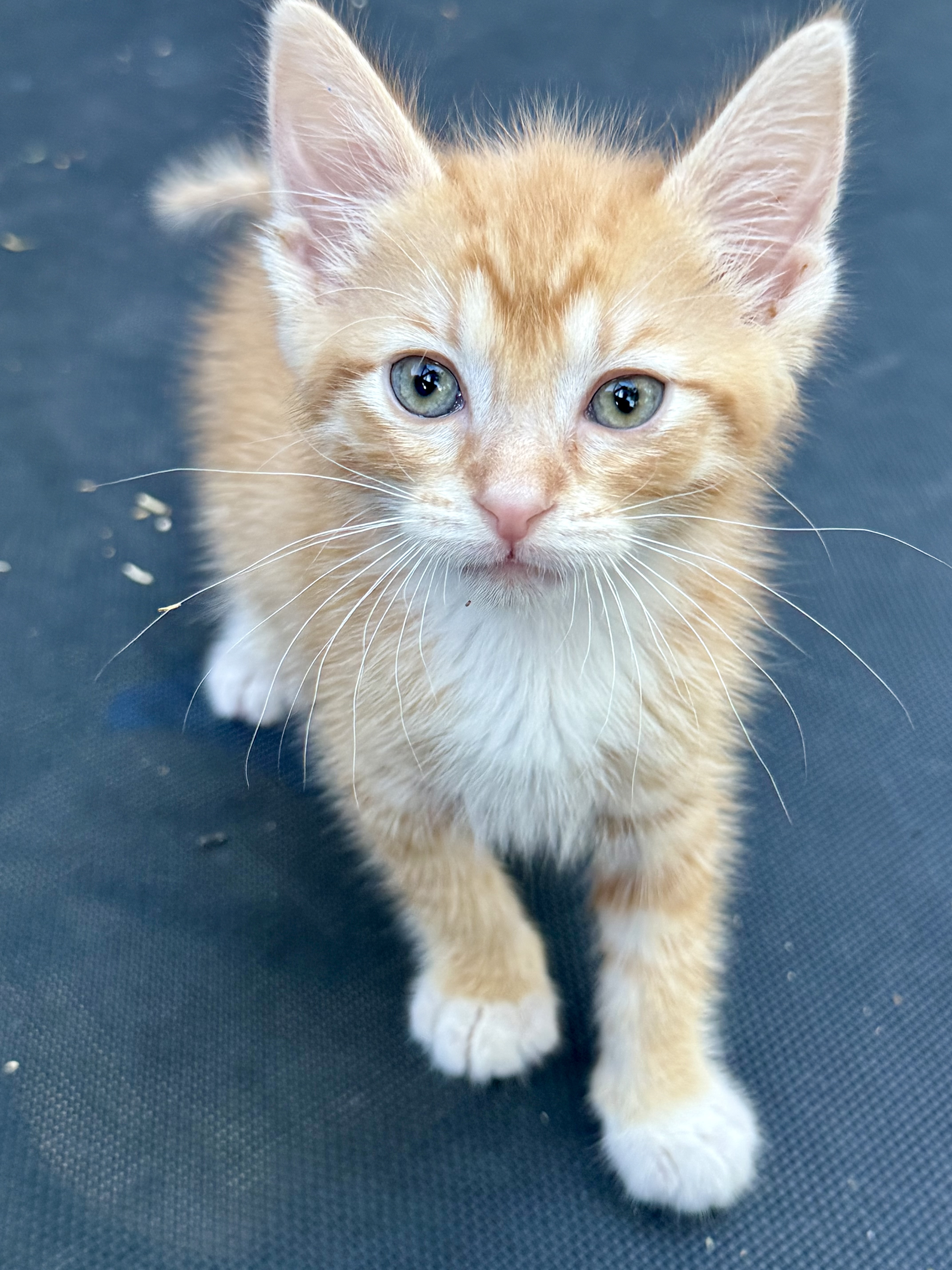 Picture of the Animal Listed