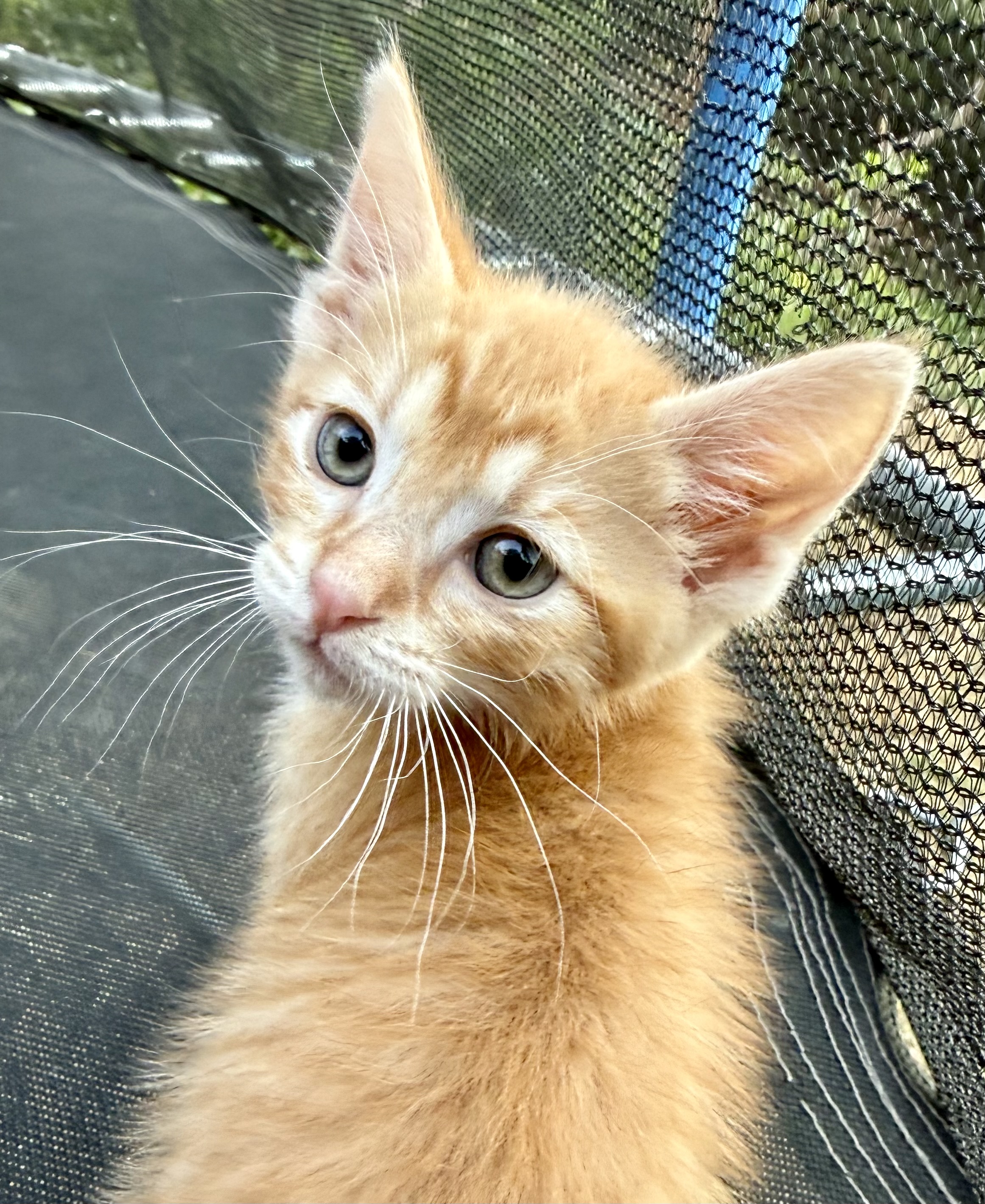 Picture of the Animal Listed