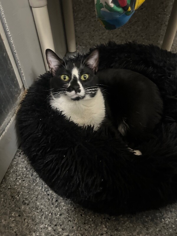 Picture of the Animal Listed