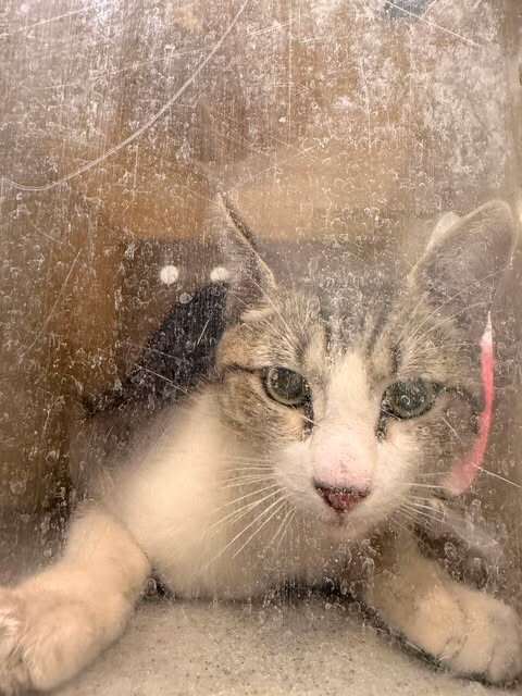 Picture of the Animal Listed