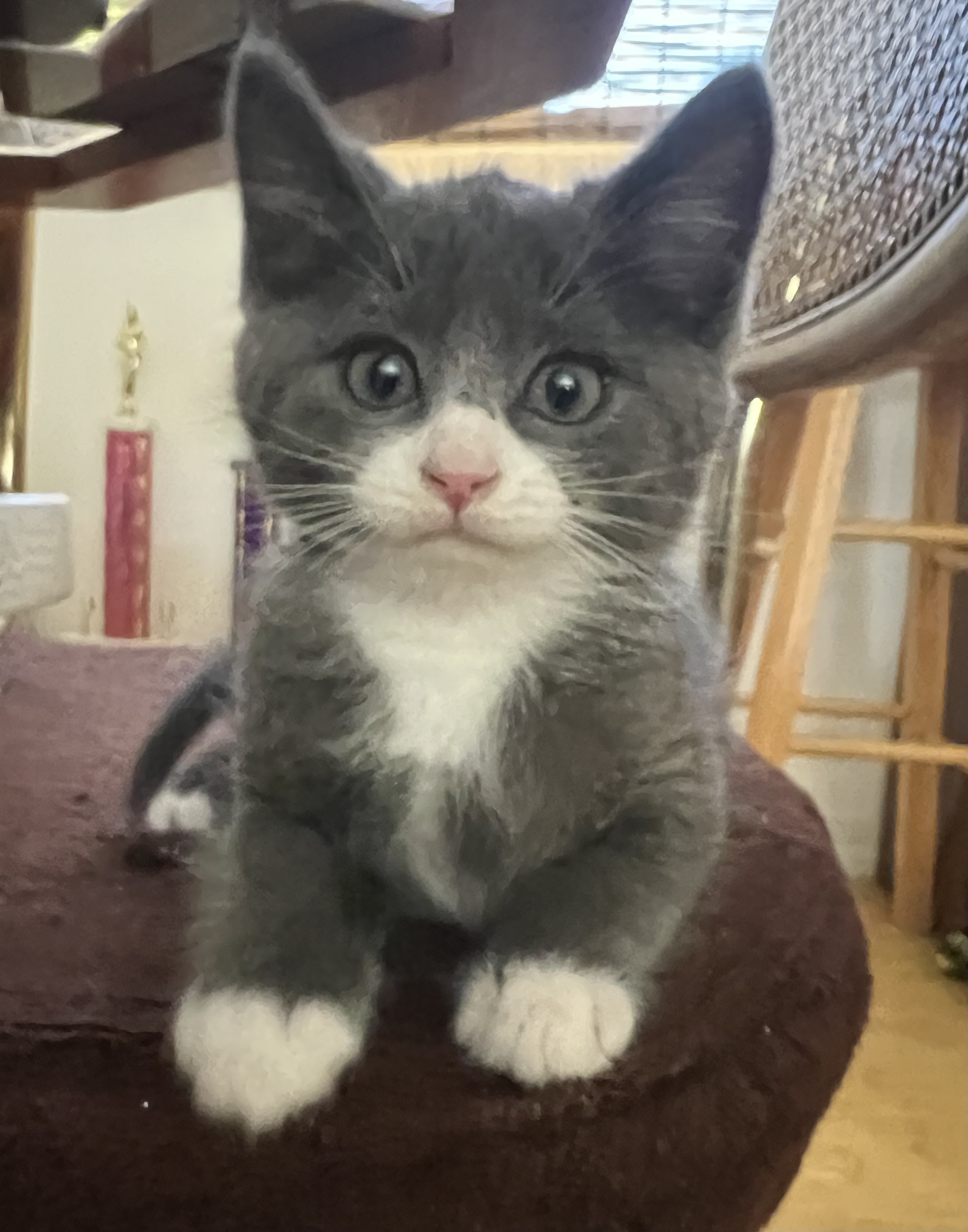 Picture of the Animal Listed