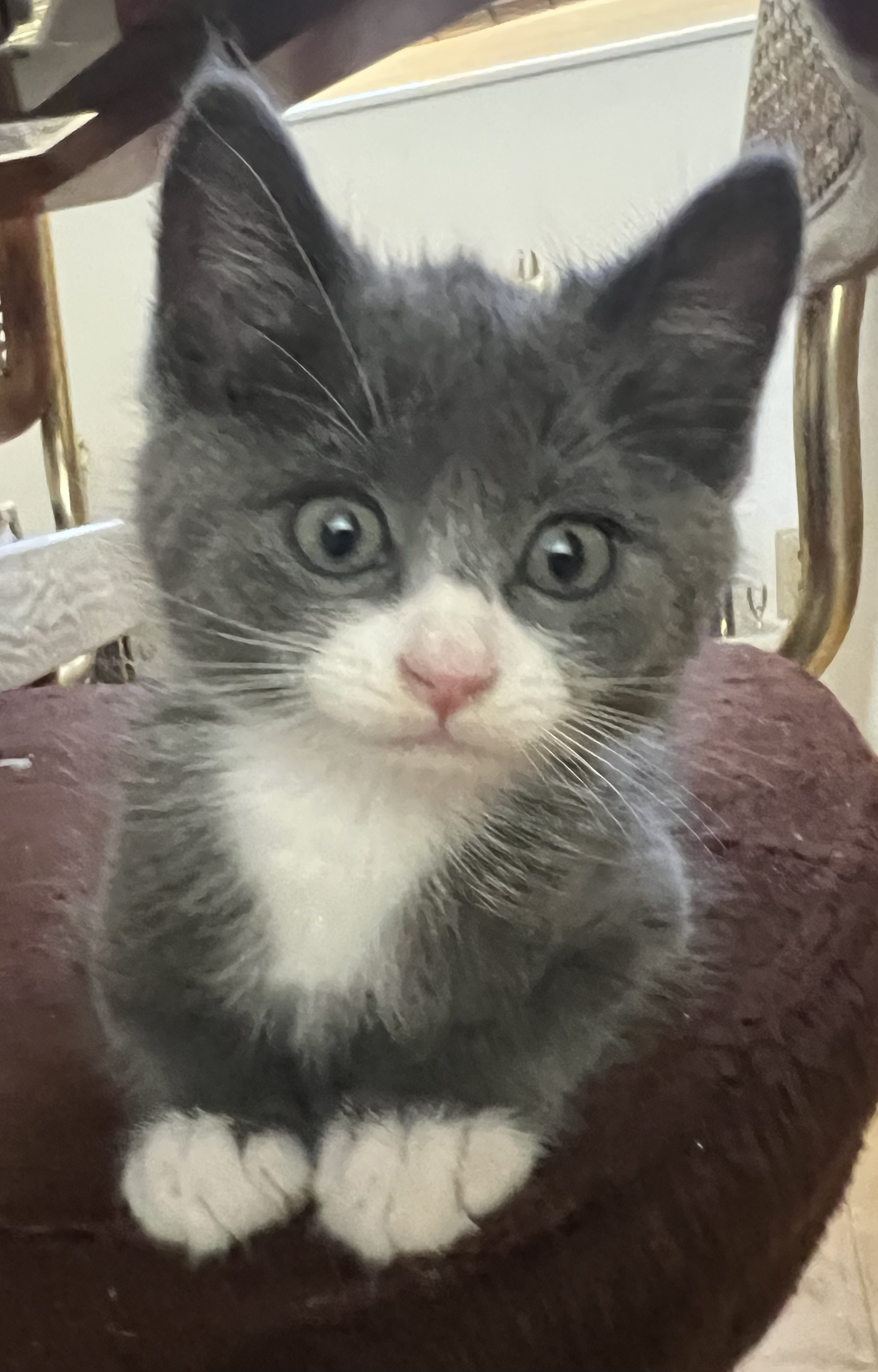 Picture of the Animal Listed