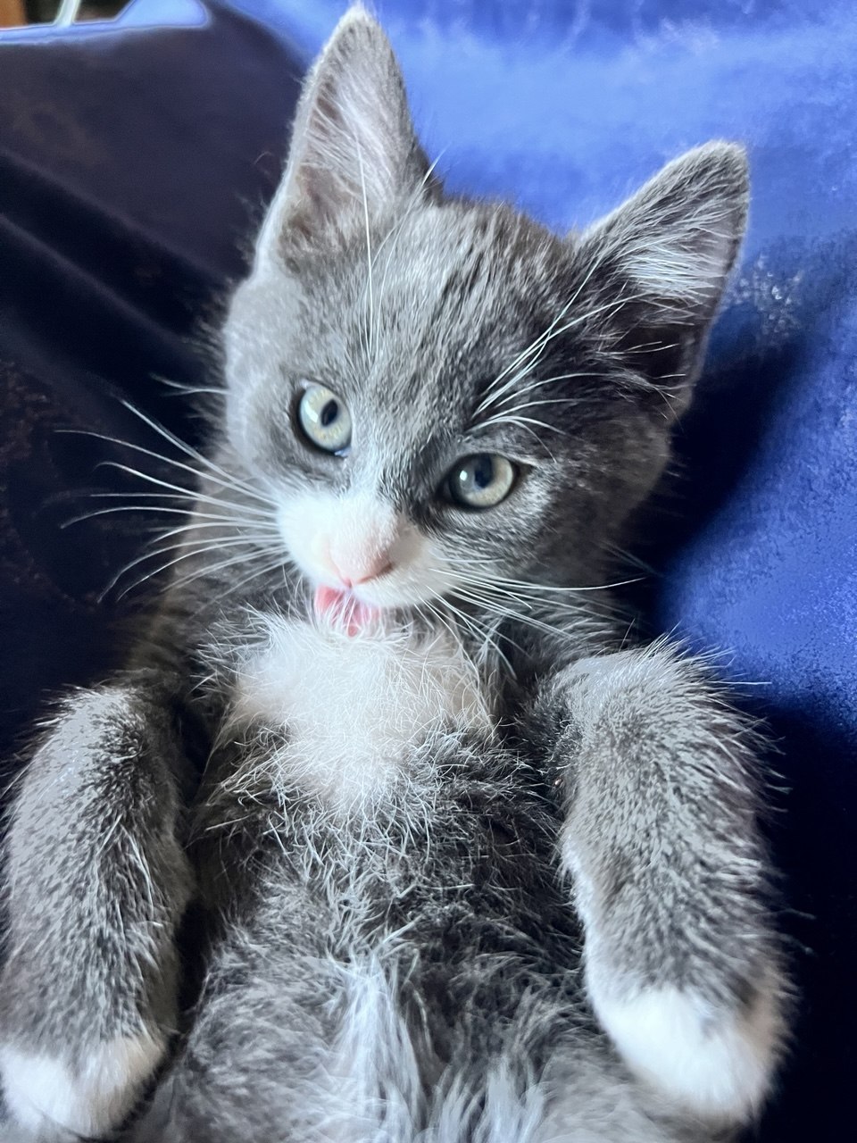 Picture of the Animal Listed