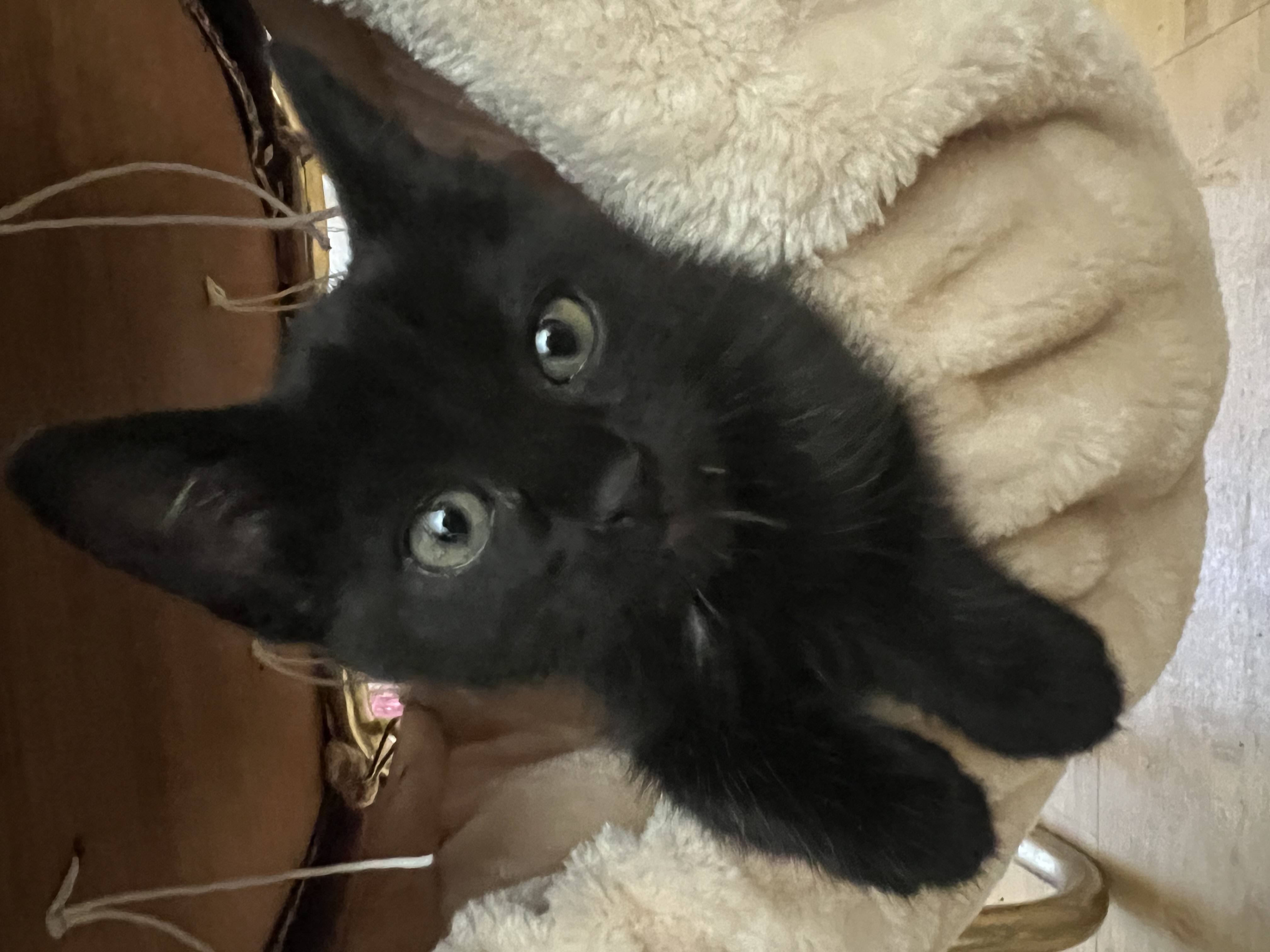 Picture of the Animal Listed