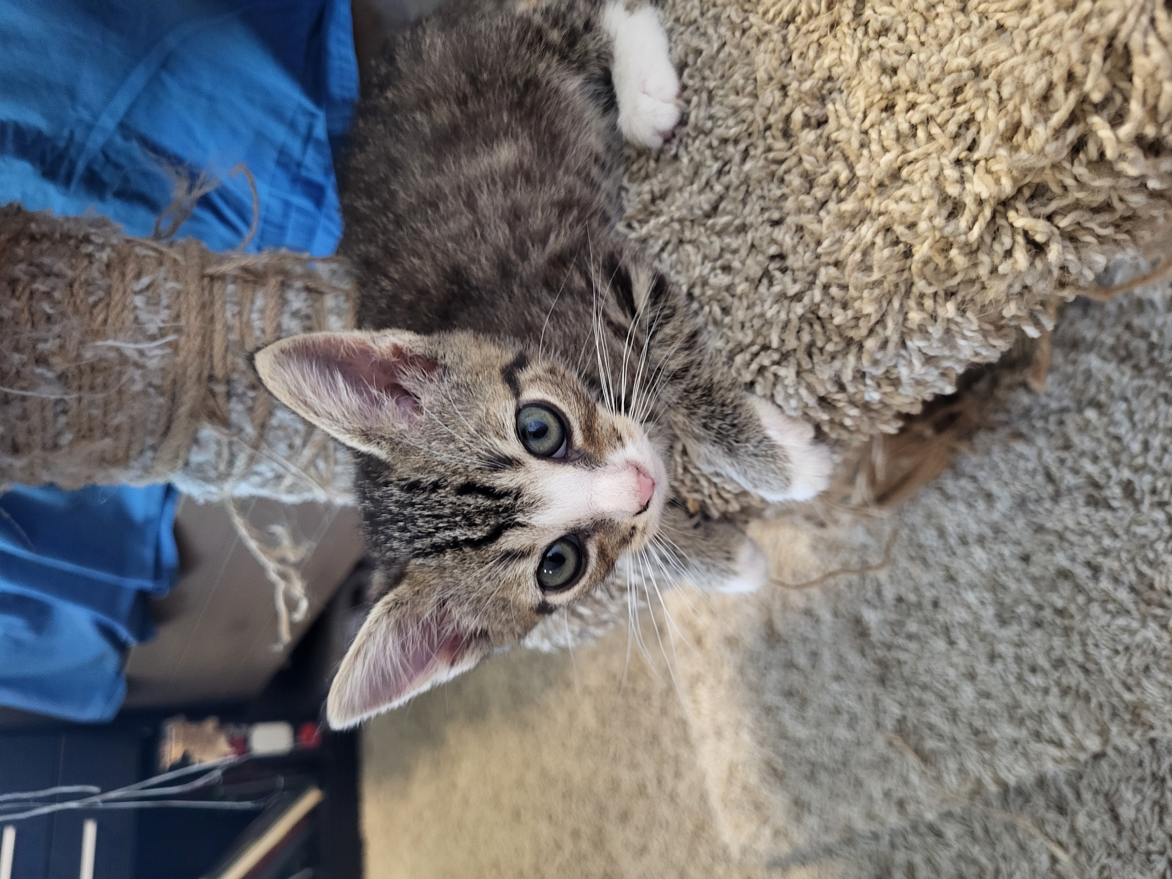Picture of the Animal Listed