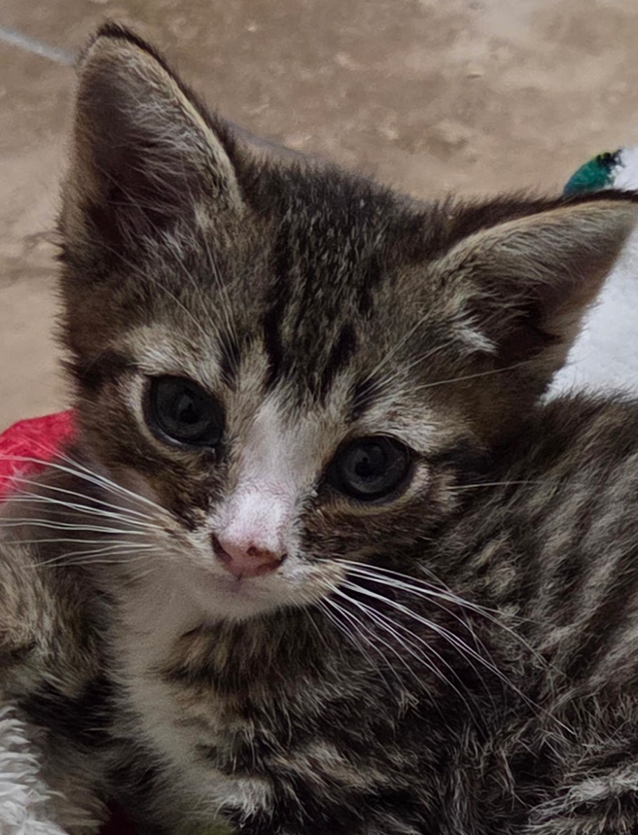 Picture of the Animal Listed