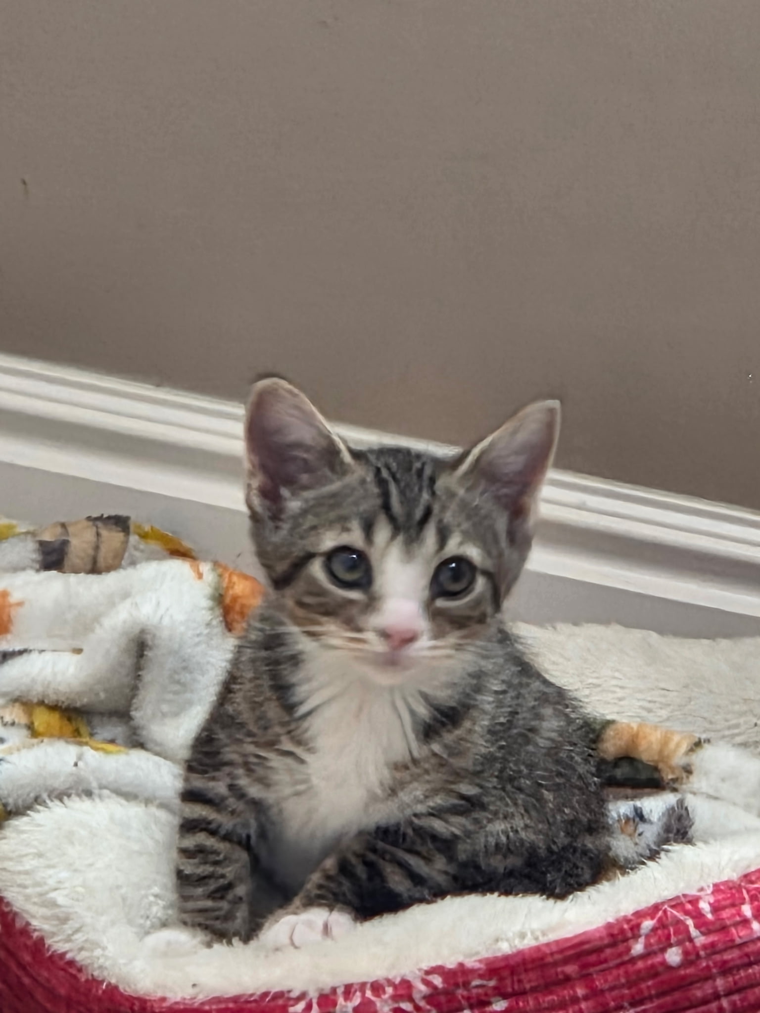 Picture of the Animal Listed