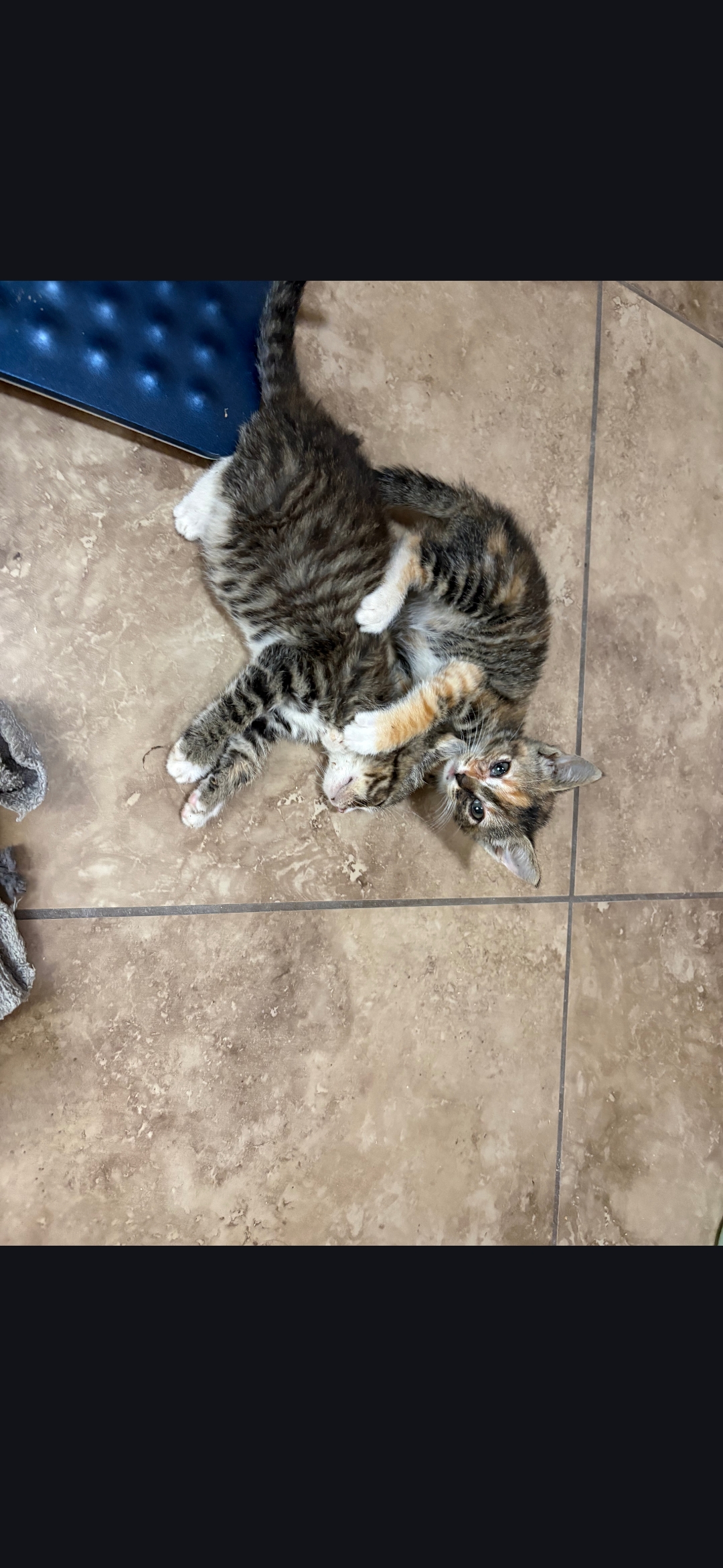 Picture of the Animal Listed