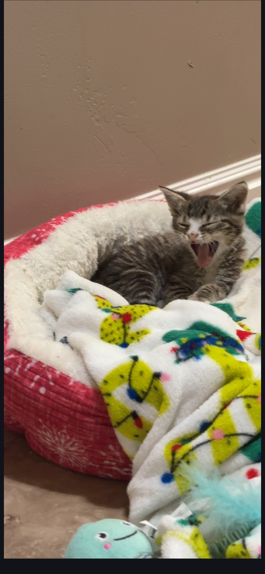 Picture of the Animal Listed