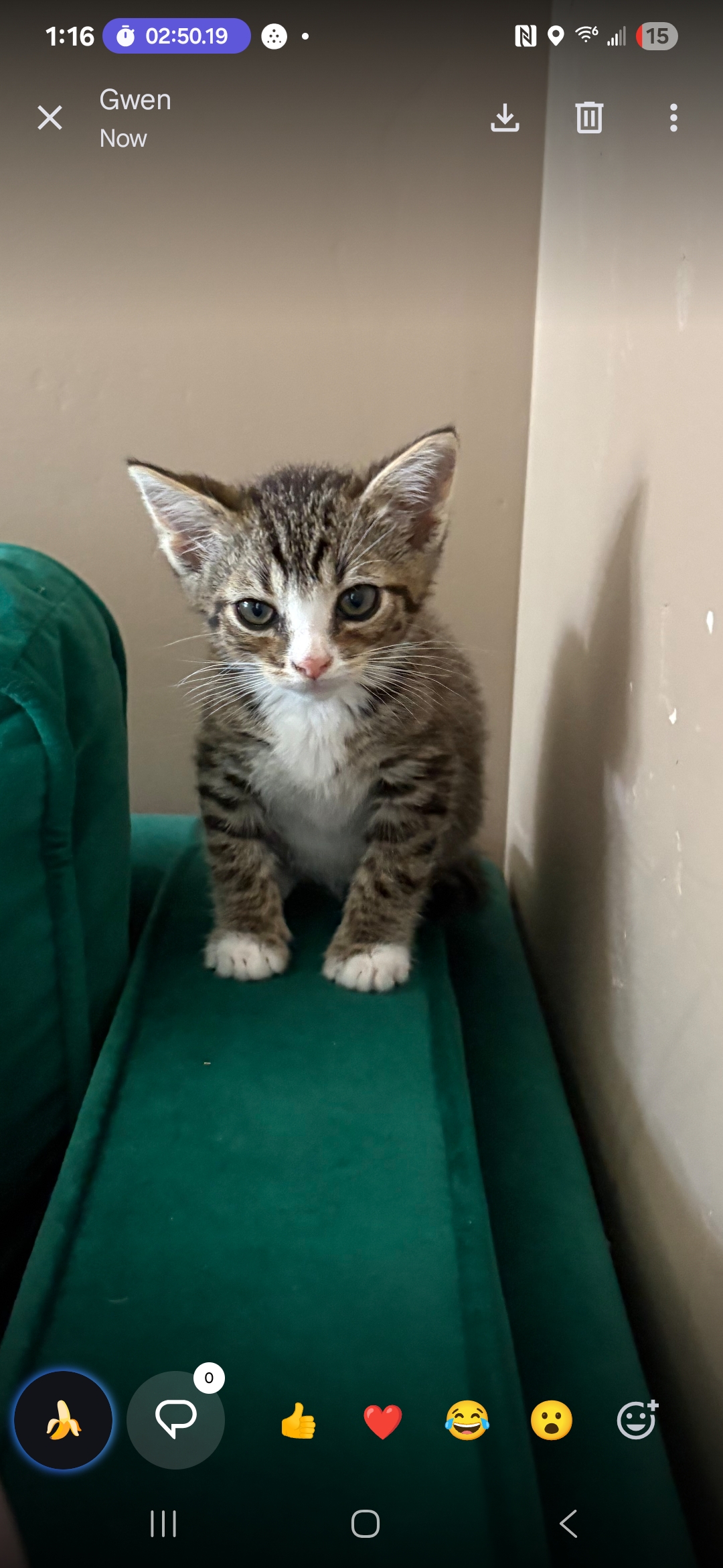 Picture of the Animal Listed