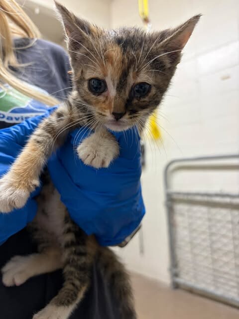 Picture of the Animal Listed