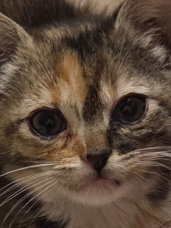 Picture of the Animal Listed