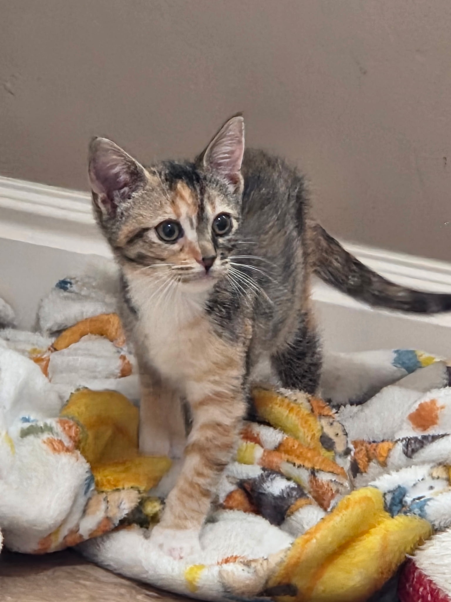 Picture of the Animal Listed
