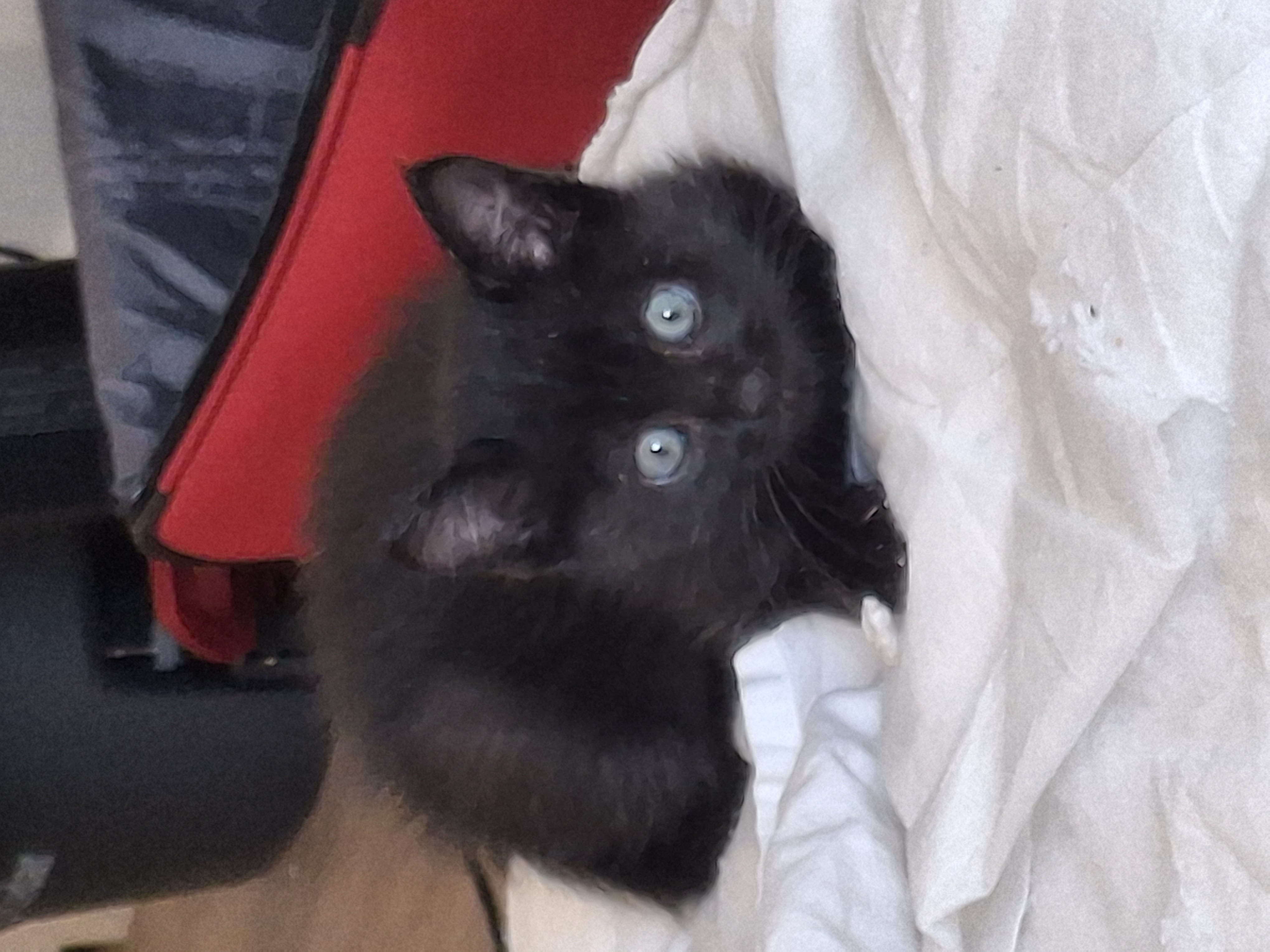 Picture of the Animal Listed