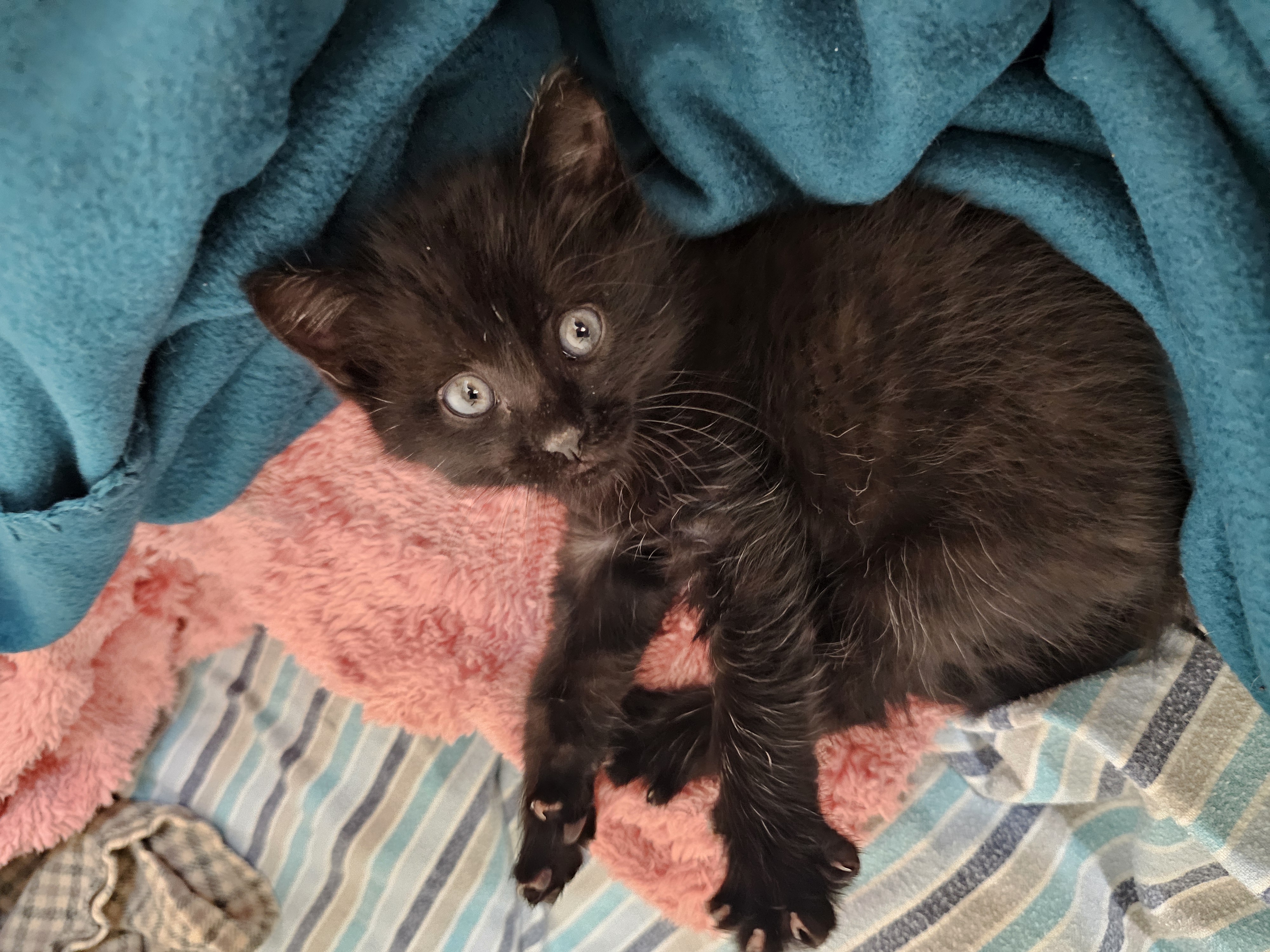 Picture of the Animal Listed