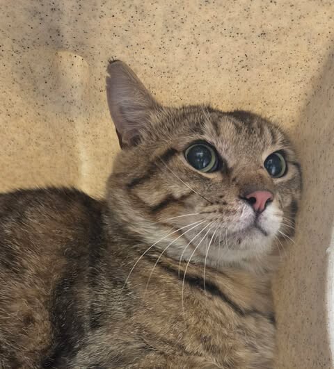 Picture of the Animal Listed