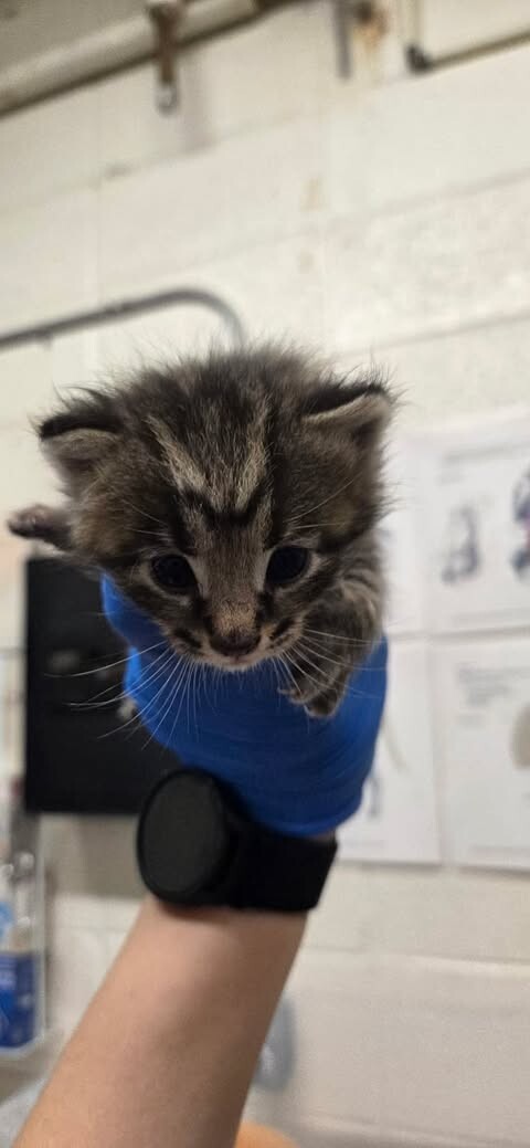 Picture of the Animal Listed