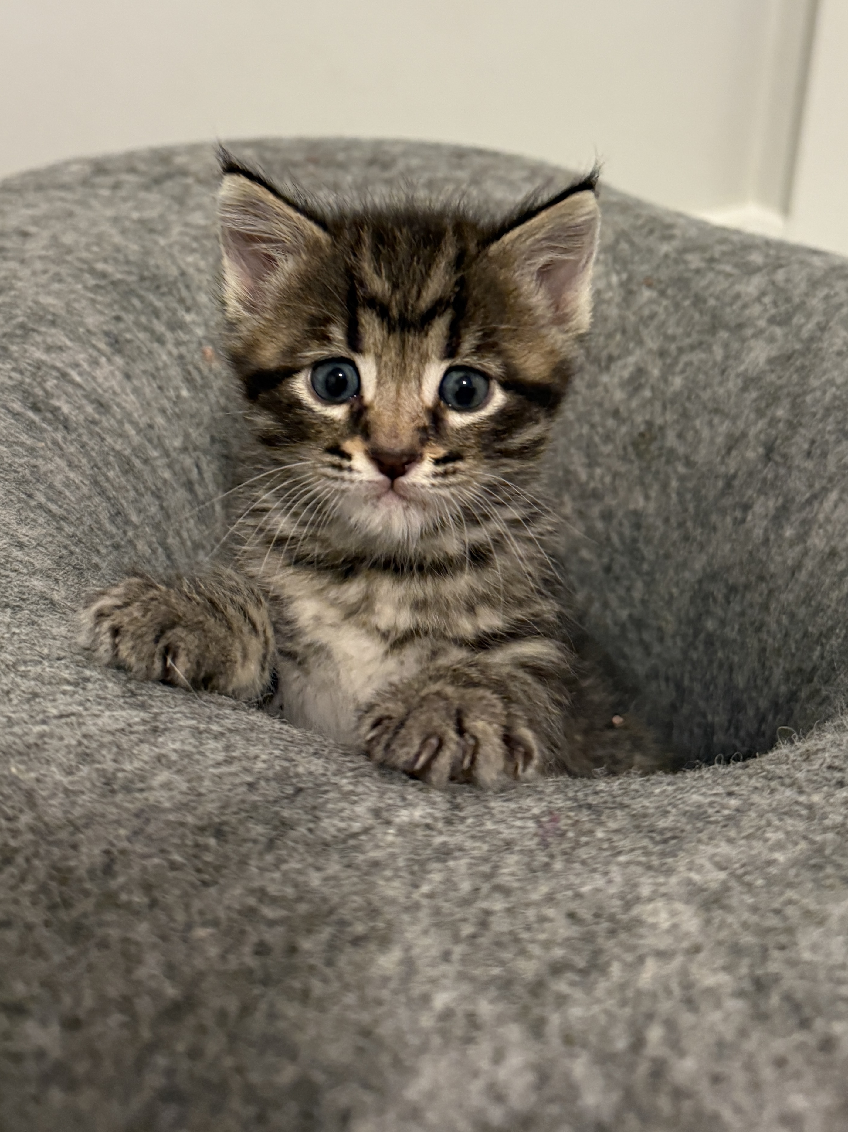 Picture of the Animal Listed