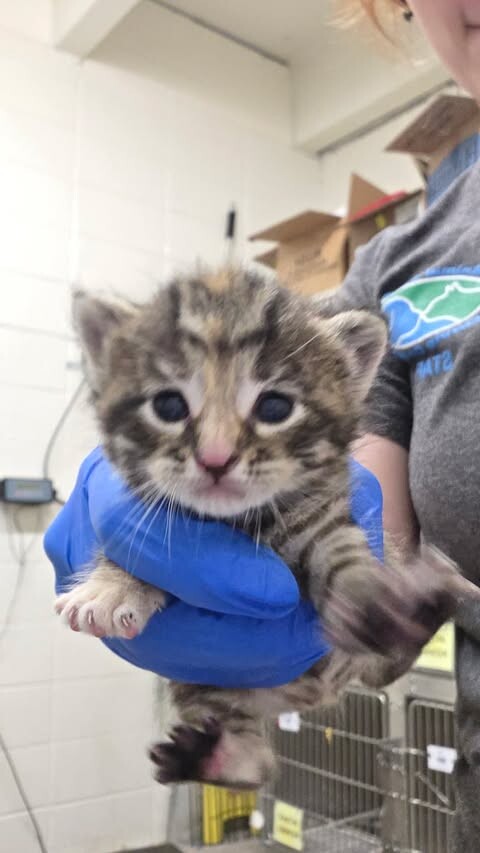 Picture of the Animal Listed