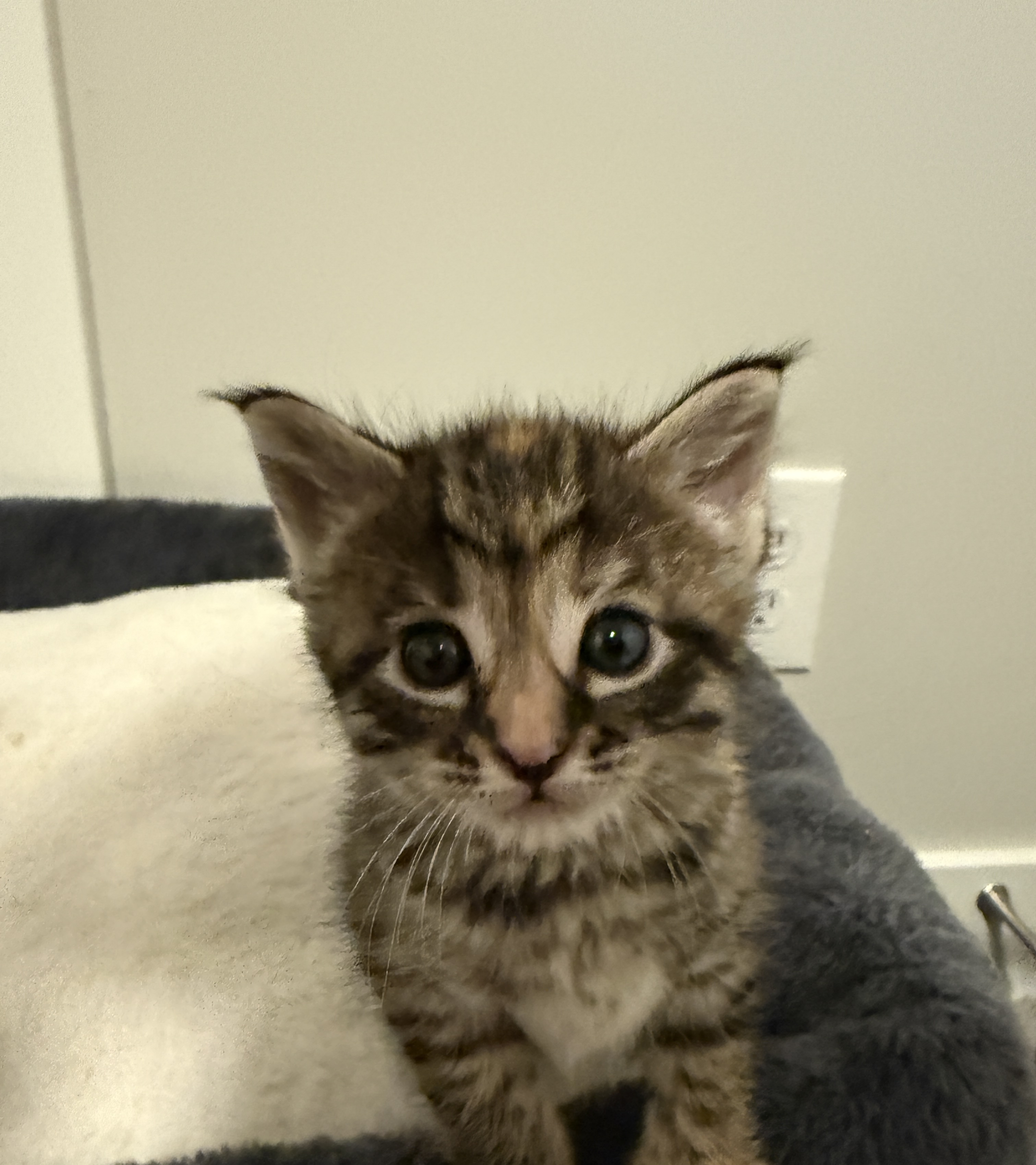 Picture of the Animal Listed
